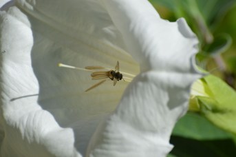 Megachile sp. femmina su Datura innoxia