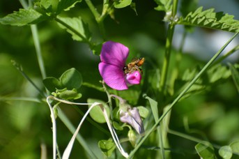 Megachile willughbiella femmina su Lathyrus latifolius