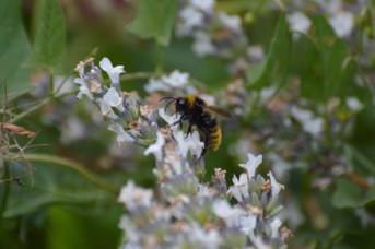 Bombus (Psithyrus) campestris maschio su Lavandula angustifolia