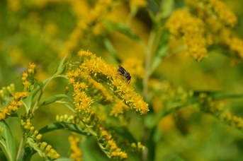 Stelis punctulatissima su Solidago gigantea