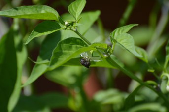 Stelis puntulatissima su Capsicum chinense
