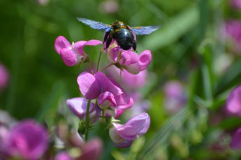 Xylocopa violacea femmina su Lathyrus latifolius
