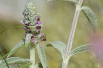 Amegilla albigena femmina su Stachys bizantina