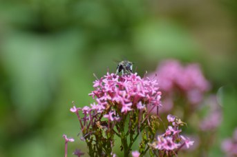 Amegilla albigena maschio su Centranthus ruber