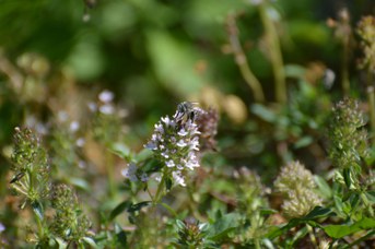 Amegilla albigena maschio su Thymus sp.