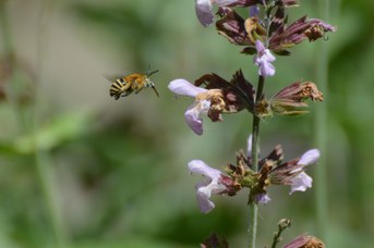 Amegilla garrula maschio su Salvia officinalis