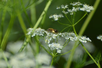 Andrena dorsata su ombrellifera