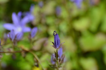 Andrena femmina su Campanula garganica