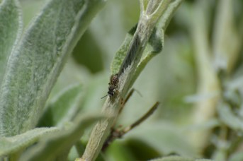 Andrena maschio grigia addome a punta su Stachys bizantina
