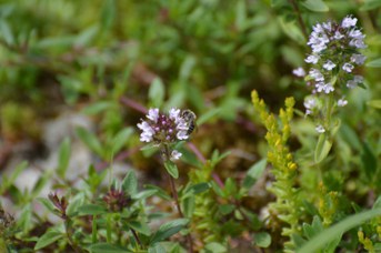Andrena maschio piccola grigia su Thymus sp.