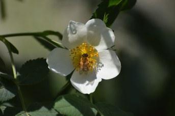 Andrena nigroaenea su Rosa canina