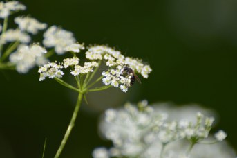 Andrena nitidiuscola femmina su ombrellifera