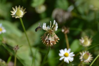 Andrena sp. su Trifolium repens