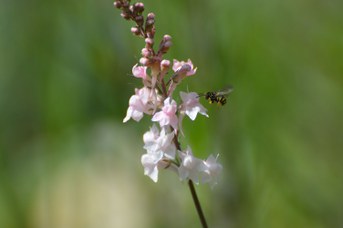 Anthidiellum strigatum maschio su Linaria purpurea