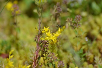 Anthidiellum strigatum maschio su Sedum hispanicum