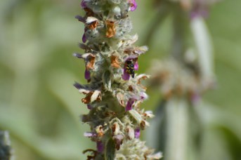 Anthidiellum strigatum su Stachys bizantina