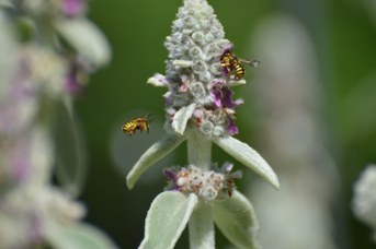 Anthidium florentinum femmina su Stachys bizantina