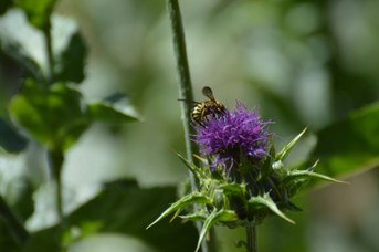 Anthidium florentinum maschio su Silybum marianum