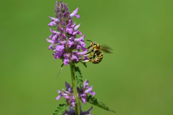 Anthidium florentinum maschio su Stachys officinalis