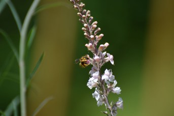 Anthidium manicatum femmina piccola su Linaria purpurea