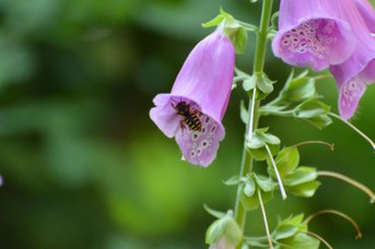 Anthidium manicatum femmina su Digitalis purpurea