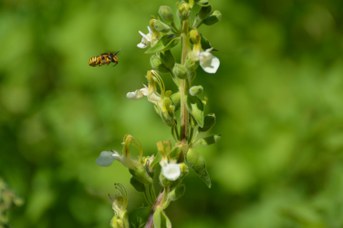 Anthidium manicatum femmina su Teucrium flavum