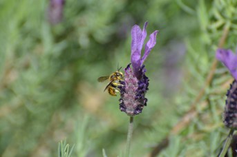 Anthidium manicatum maschio su Lavandula stoechas