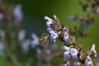 Anthidium manicatum maschio su Salvia officinalis