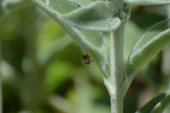 Anthidium oblongatum femmina che raccoglie lanugine su Stachys bizantina