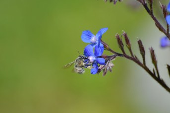 Anthophora femmina grigia su Anchusa italica