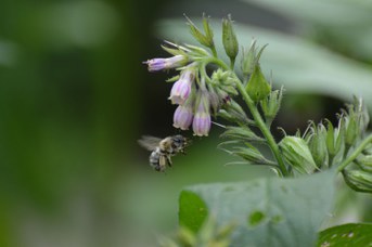 Anthophora femmina su Symphytum sp.