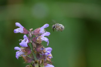 Anthophora plumipes femmina chiara su Salvia officinalis