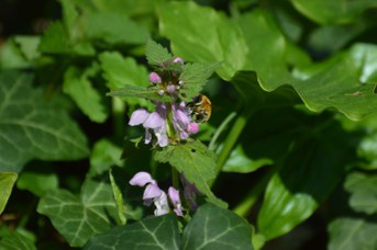 Anthophora plumipes ocra su Lamium maculatum