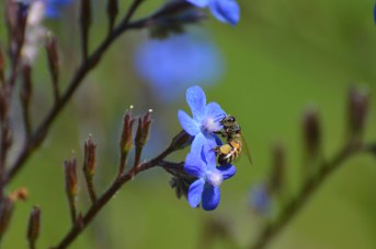 Apis mellifera su Anchusa italica