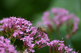 Apis mellifera su Centranthus ruber