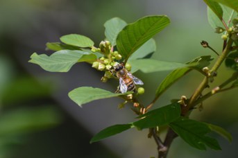 Apis mellifera su Frangula alnus