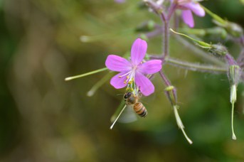Apis mellifera su Geranium canariense