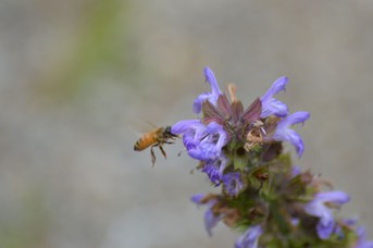 Apis mellifera su Salvia officinalis