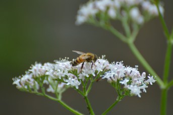 Apis mellifera su Valeriana officinalis