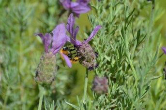 Bombus pascuorum operaia con polline su Lavandula stoechas