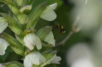 Bombus ruderatus operaia con polline su Acanthus mollis