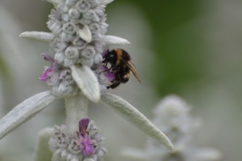 Bombus sp. su Stachys bizantina