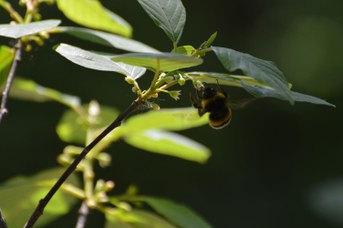 Bombus terrestris maschio su Frangula alnus