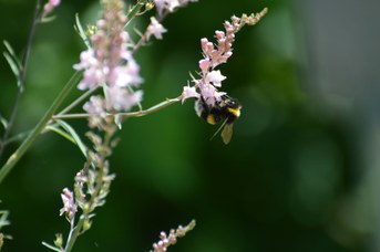 Bombus terrestris maschio su Linaria purpurea