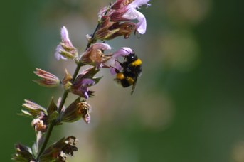 Bombus terrestris operaia con polline su Salvia officinalis