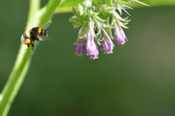 Bombus terrestris operaia con polline su Symphytum sp.