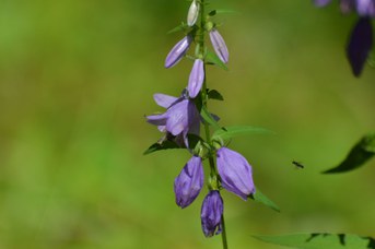 Chelostoma campanularum in volo su Campanula rapunculoides