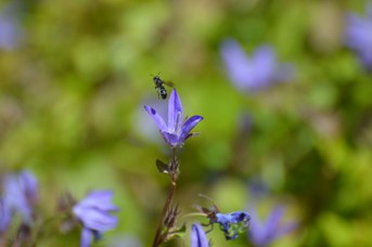 Chelostoma rapunculi femmina su Campanula garganiga