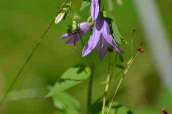 Coelioxys elongata femmina su Campanula rapunculoides