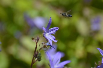 Coelioxys elongata su Campanula garganica